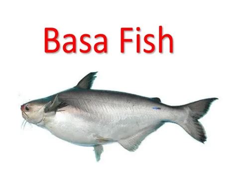 bassa fish|Basa Fish – Benefits, Nutrition Facts & .